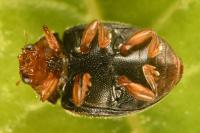 Scymnus haemorrhoidalis