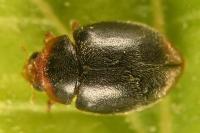Scymnus haemorrhoidalis