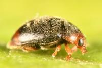 Scymnus haemorrhoidalis