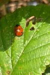 Coccinella septempunctata