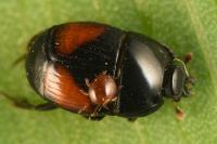 Atholus bimaculatus