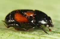 Atholus bimaculatus