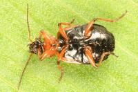 Lebia cruxminor