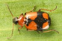 Lebia cruxminor