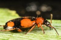 Lebia cruxminor