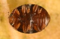 Rhyzobius lophanthae