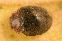 Rhyzobius lophanthae
