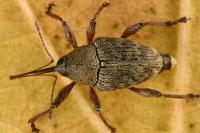 Curculio glandium