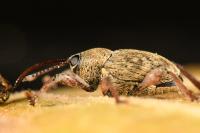 Curculio glandium