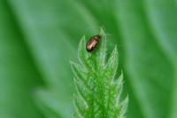 Crepidodera