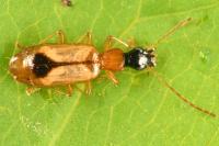 Demetrias monostigma