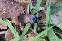 Carabus nemoralis