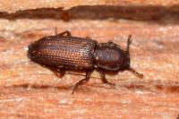 Pycnomerus terebrans