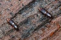 Rhizophagus bipustulatus