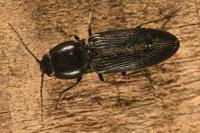 Dicronychus cinereus