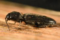 Dicronychus cinereus