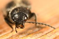 Dicronychus cinereus