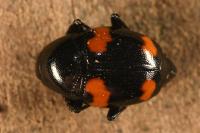 Scaphidium quadrimaculatum