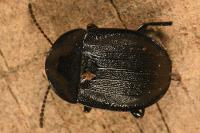 Phosphuga atrata