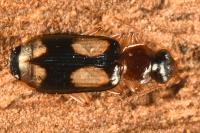 Dromius quadrimaculatus