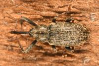 Dorytomus longimanus