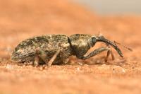 Dorytomus longimanus