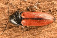 Ampedus sanguinolentus