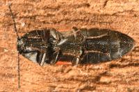 Ampedus sanguinolentus