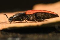 Ampedus sanguinolentus