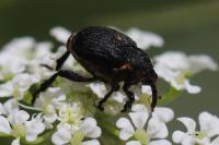 Mononychus punctumalbum