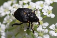 Mononychus punctumalbum