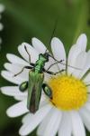 Oedemera nobilis