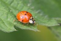 Harmonia axyridis