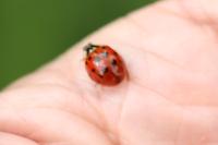 Harmonia axyridis