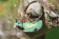 Polydrusus pterygomalis