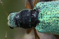 Polydrusus pterygomalis