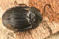 Phosphuga atrata