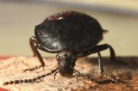 Phosphuga atrata
