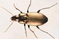 Poecilus cupreus