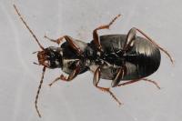 Pterostichus ovoideus