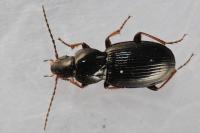 Pterostichus ovoideus
