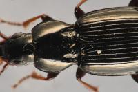 Pterostichus ovoideus
