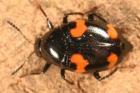 Scaphidium quadrimaculatum