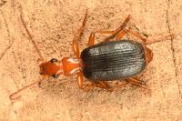 Brachinus psophia