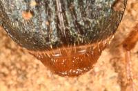 Brachinus psophia