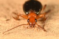 Brachinus psophia