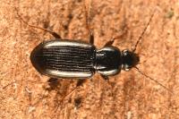 Pterostichus strenuus