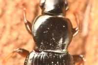 Pterostichus strenuus