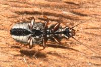 Pterostichus strenuus