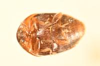 Sericoderus lateralis
